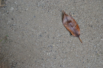 Coarse sand with dry leaves