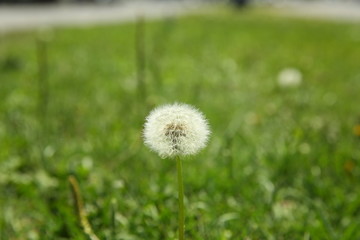 Dandelion fluff on green grass background. Dandelion on a background of green grass. Beautiful blurred bokeh . Close-up view of dandelion on grass with place for the text .