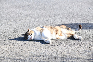 Fototapeta premium 三毛猫