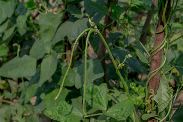 Organic yardlong bean plants are growing in the fields.