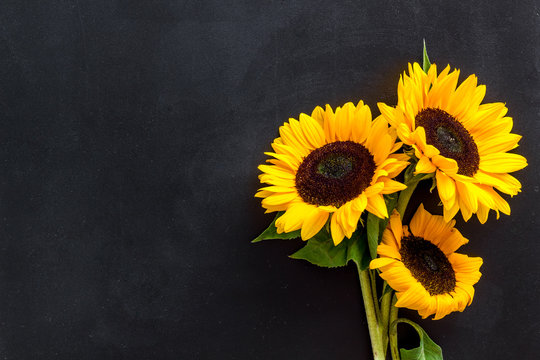 Black Sunflower Images – Browse 79,503 Stock Photos, Vectors, and Video |  Adobe Stock