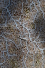 Spider webs that look like veins on the tree