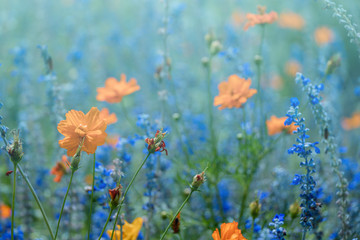 Fototapeta na wymiar Blue Salvia and Cosmos flower in the garden.Beautiful purple flower and orange flower in meadow.