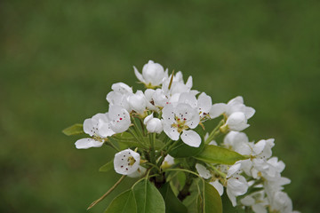 Obstblüte
