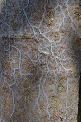 Spider webs that look like veins on the tree