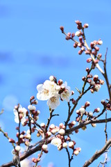 白梅