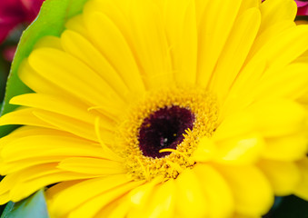Gerberas are multi-colored. Macro. Beautiful bouquet for the holiday. I congratulate you. Greeting card for the holiday. Spring mood.