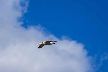 青空を飛ぶアホウドリ