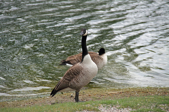 Kanada-Gans