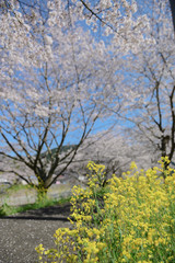 桜と菜の花