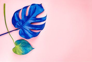 Two Blue leaves of plant.