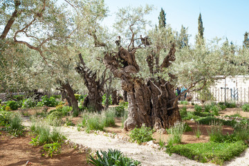 Thousand-year olive trees in Garden of Gethsemane, Israel