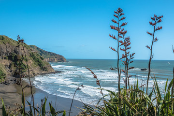 Muriwai beach and Pacific Ocean (Tasman Sea), Auckland, New Zealand - 321408126