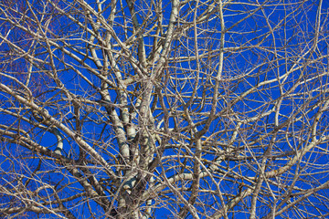 birch tree on blue sky