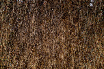 natural hay texture for background © Ioan Panaite