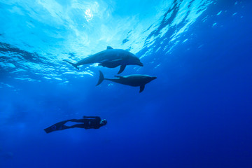 Fototapeta premium 小笠原の海でドルフィンスイムする観光客