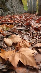 PARK FLOOR WITH FALLED TREE LEAVES. WINTER COLORS