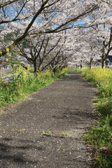 Fototapeta premium 桜と菜の花