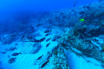 魚の群れと泳ぐ女性　小笠原