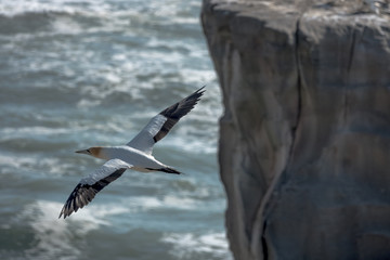 Freedom of flight. New Zealand Gannet.