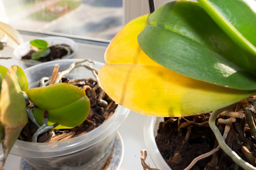 yellow and drying leaves of the houseplant Orchid