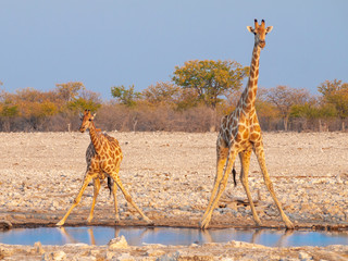 Giraffes drinking water at sunset in the Etosha National Park in Namibia.