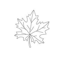 Leaf of a maple, nature symbol, monochrome vector, isolated, contour. Summer autumn forest design element