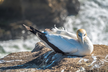 Gannet on the rock. Muriwai Colony, New Zealand. - 321409548