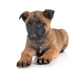 puppy malinois in studio