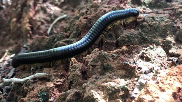 Millipede insect walking on the ground in slowmotion, Brazil