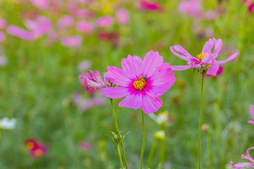 Obraz premium pink cosmos flowers