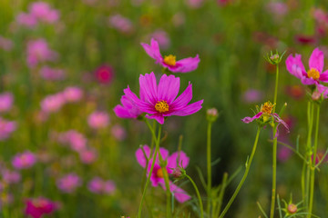 Close-up of beautiful pink cosmos flowers