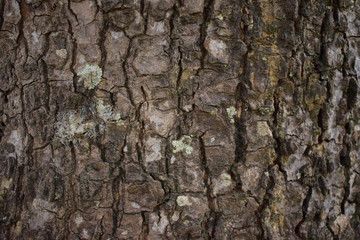 Fototapeta premium bark of a tree