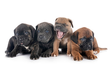 puppies cane corso