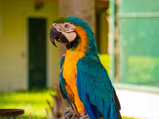 The macaw parrot is a beautiful bird.
