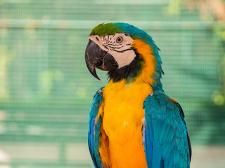 The macaw parrot is a beautiful bird.