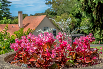 Fototapeta na wymiar Homestead and pink flowers on a sunny day