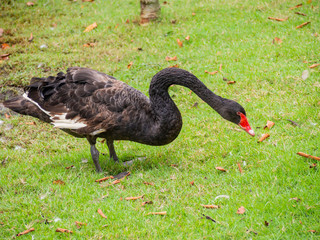 Black swan