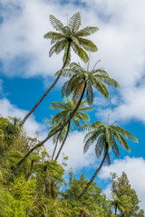 Obraz premium Palm trees reaching the blue sky