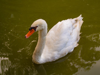 A white goose is swimming