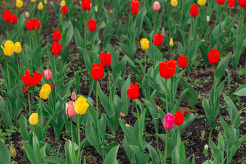 Field of multi colored tulips. Spring landscape.
