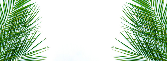 Banner with palm branches on an isolated white background.