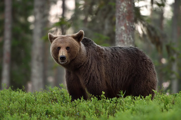 European brown bear in forest