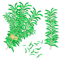 Rosemary set vector