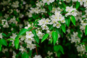 Blooming apple tree flowers close up. Apple tree garden