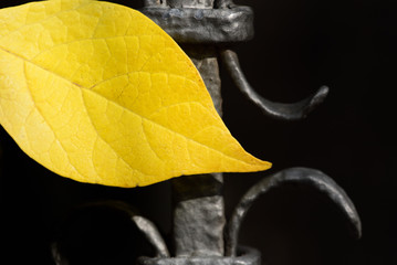 Close-up of a yellow leaf in autumn, which glows against the background of an old dark forged iron...