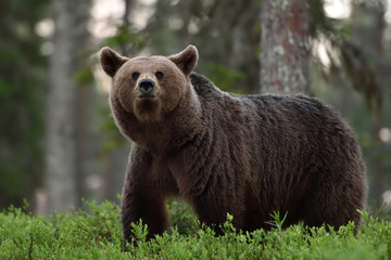 big brown bear in forest at summer