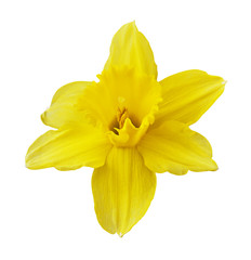 Fototapeta na wymiar Yellow narcissus flower