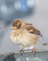 House Sparrow Passer domesticus in natural background