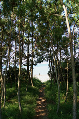 Beyond the pine forest path, you can see a beach with no one.